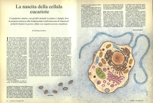 La nascita della cellula eucariote