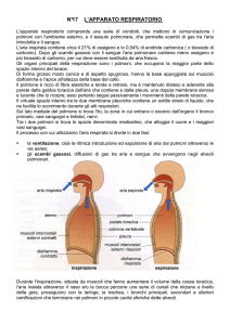 L`Aapparato Respiratorio - Istituto Guglielmo Marconi di Prato