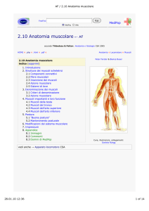 AF / 2.10 Anatomia muscolare - Enciclopedia di medicina popolare