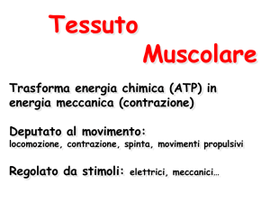 Lezione 20-Tessuto_Muscolare 2015