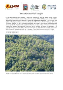 Mal dell`Inchiostro del castagno - Forest Phytophthoras of the World