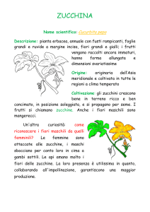 zucchina - Share Dschola