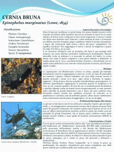 Epinephelus marginatus