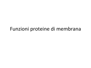 Funzioni proteine di membrana