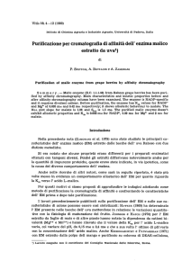 Purificazione per cromatografia di affinita dell` enzima malico