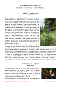ilicina - Orto Botanico di Bergamo "Lorenzo Rota"