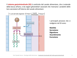 a2 anatomia funzionale del tratto gastrointestinale