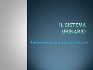 Il sistema urinario - Io Studio al Fermi