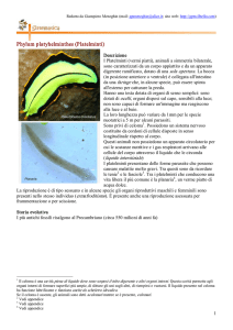 Platelminti - Home page di Giampiero Meneghin