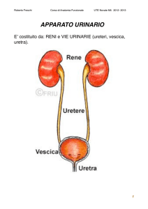 Anatomia e fisiologia renali - UTE - Università della Terza Età > Home
