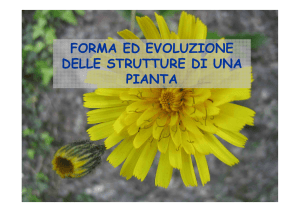 FORMA ED EVOLUZIONE DELLE STRUTTURE DI UNA PIANTA