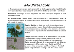 ranunculaceae - Museo Botanico UNIVPM