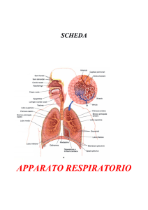 apparato respiratorio - CRI - Comitato Locale di Villar Dora
