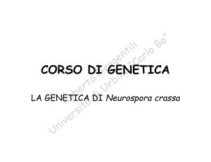 La genetica di Neurospora crassa