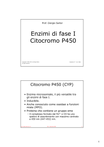 Enzimi di fase I Citocromo P450