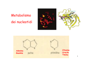 Metabolismo dei nucleotidi