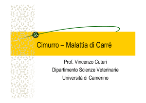 Cimurro - Vincenzo Cuteri