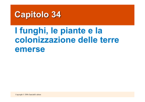 Capitolo 34 I funghi, le piante e la colonizzazione delle terre emerse