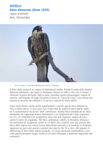 uccelli Falco eleonorae (Gene 1839) regno animale