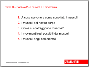 muscoli e il movimento