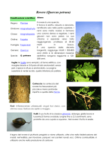 Rovere (Quercus petraea)