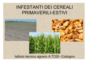 Infestanti cereali primaverili-estivi_1