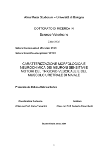 - AMS Tesi di Dottorato