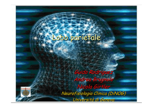 Lobo parietale - Benvenuti sul sito di Neurofisiologia Clinica