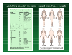 Le Distrofie muscolari colpiscono i muscoli scheletrici del paziente