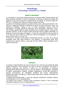 Cimicifuga racemosa - Pianteofficinali.org
