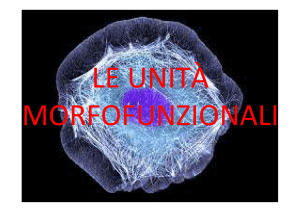 le unitÀ morfofunzionali giacomo saponello