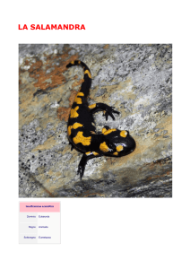 la salamandra - Via Asmara 28