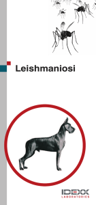 Leishmaniosi - IDEXX Italia