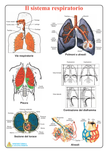 Il sistema respiratorio