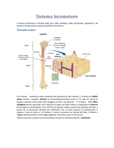 Sistema locomotore