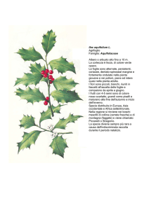 lIex aquifolium L. Agrifoglio Famiglia: Aquifoliaceae Albero o arbusto