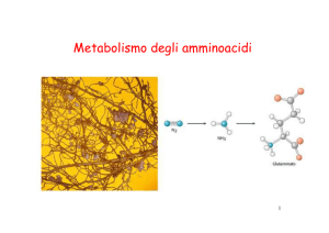 Metabolismo degli amminoacidi 2