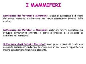 lezione 27-3-2014 mammiferi