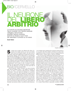 il neurone del libero arbitrio