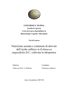 Nutrizione azotata e contenuto di derivati dell`acido caffeico in