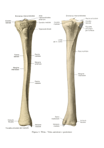Immagini dei muscoli della gamba