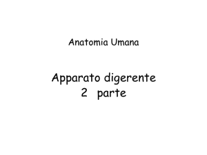 Apparato digerente_parte 2 File