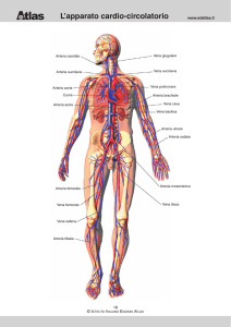 L`apparato cardio-circolatorio