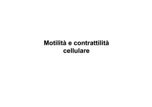 Motilità e contrattilità cellulare