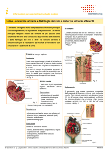 anatomia urinaria e fisiologia dei reni e delle vie