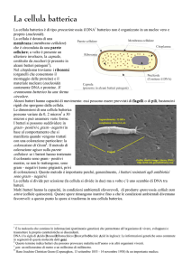 La cellula batterica - Home page di Giampiero Meneghin