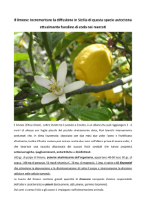 Il limone: incrementare la diffusione in Sicilia di questa specie