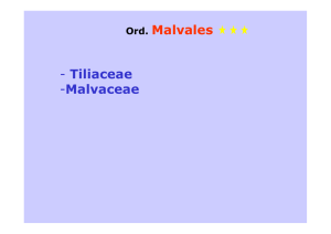 Ord. Malvales - Tiliaceae -Malvaceae