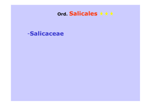 Ord. Salicales -Salicaceae