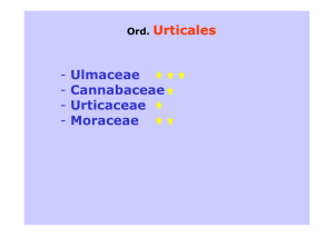 Ord. Urticales - Ulmaceae